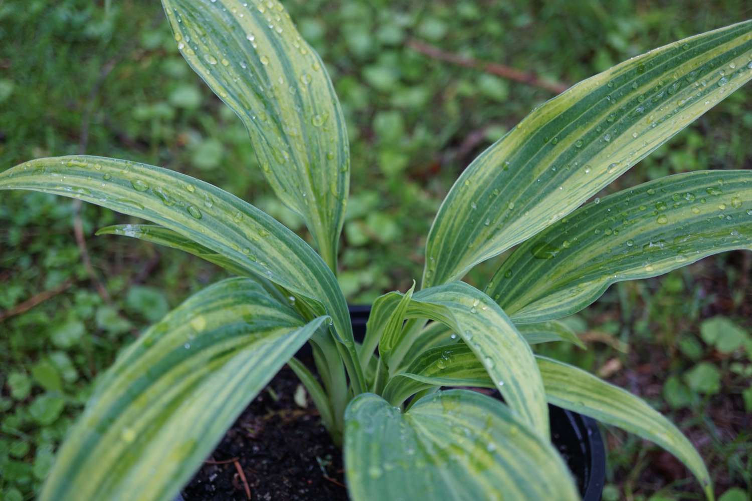 Hosta 'Hyuga Urajiro'